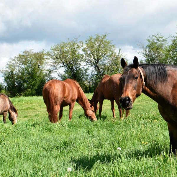 Pension pour chevaux à Saint-Prix, Allier